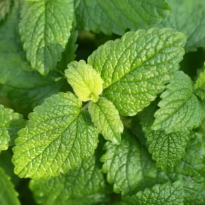 4 Lemon Balm Plant Live, Lemon Balm Plants in Pot, Live Lemon Balm Plant, Lemon Balm Plants for Outdoor
