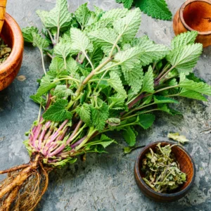 2 Lemon Balm Plants Live, Lemon Balm Plants in Pot, Live Lemon Balm Plant, Lemon Balm Plants for Outdoor