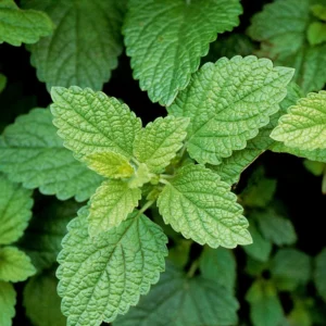 2 Lemon Balm Plants Live, Lemon Balm Plants in Pot, Live Lemon Balm Plant, Lemon Balm Plants for Outdoor