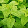 2 Lemon Balm Plants Live, Lemon Balm Plants in Pot, Live Lemon Balm Plant, Lemon Balm Plants for Outdoor