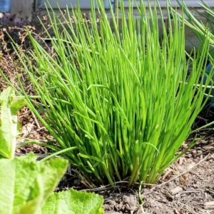 2 Garlic Chives Live Plant, Live Garlic Chives, Heirloom Leeks Plant, Hardy Perennial Chives Plant for Planting