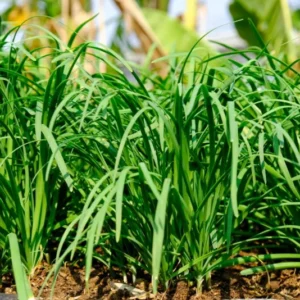 4 Heirloom Live Garlic Chives, Heirloom Leeks Plant, Hardy Perennial Chives Plant for Planting