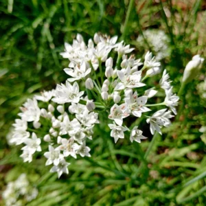 4 Heirloom Live Garlic Chives, Heirloom Leeks Plant, Hardy Perennial Chives Plant for Planting