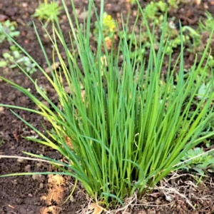 2 Garlic Chives Live Plant, Live Garlic Chives, Heirloom Leeks Plant, Hardy Perennial Chives Plant for Planting