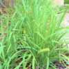 4 Heirloom Live Garlic Chives, Heirloom Leeks Plant, Hardy Perennial Chives Plant for Planting