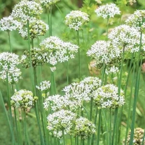 2 Garlic Chives Live Plant, Live Garlic Chives, Heirloom Leeks Plant, Hardy Perennial Chives Plant for Planting
