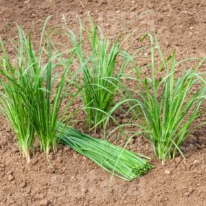 6 Garlic Chives Live Plant, Live Garlic Chives, Easy to Plant, Hardy Perennial Chives Plant for Planting