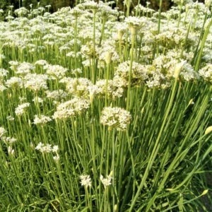 6 Garlic Chives Live Plant, Live Garlic Chives, Easy to Plant, Hardy Perennial Chives Plant for Planting