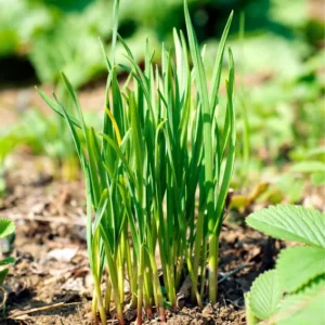 6 Garlic Chives Live Plant, Live Garlic Chives, Easy to Plant, Hardy Perennial Chives Plant for Planting