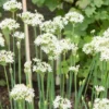 6 Garlic Chives Live Plant, Live Garlic Chives, Easy to Plant, Hardy Perennial Chives Plant for Planting
