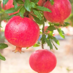 Pomegranate Tree Live Plant, Pomegranate Plant, Pomegranate Fruit Tree, 6-8 Inches Tall, Easy to Transplant into Garden or Pots
