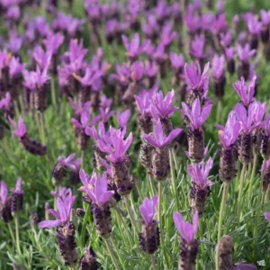 2 Lavender Plants, Live Lavender for Indoor or Outdoor, Well-Rooted and Ready to Plant