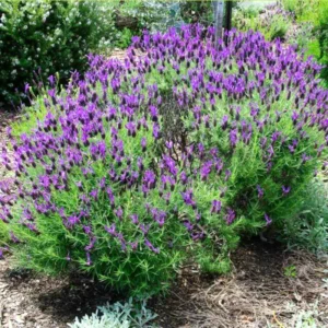 2 Lavender Plants, Live Lavender for Indoor or Outdoor, Well-Rooted and Ready to Plant