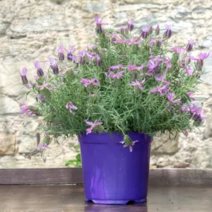 2 Lavender Plants, Live Lavender for Indoor or Outdoor, Well-Rooted and Ready to Plant