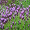 2 Lavender Plants, Live Lavender for Indoor or Outdoor, Well-Rooted and Ready to Plant