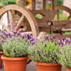 2 Lavender Plants, Live Lavender for Indoor or Outdoor, Well-Rooted and Ready to Plant