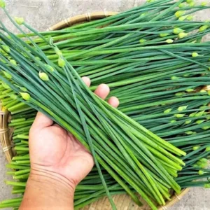 6 Garlic Chives Live Plant, Live Garlic Chives, Easy to Plant, Hardy Perennial Chives Plant for Planting