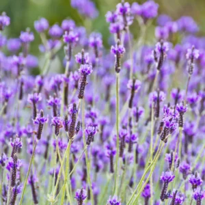 2 Lavender Plants, Live Lavender for Indoor or Outdoor, Well-Rooted and Ready to Plant
