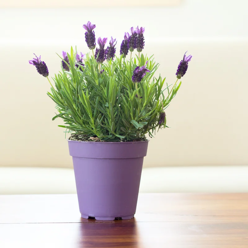 Set of 4 Live Lavender Plants, Suitable for Indoor or Outdoor Garden, Fragrant Flower Lavender Herb Plant