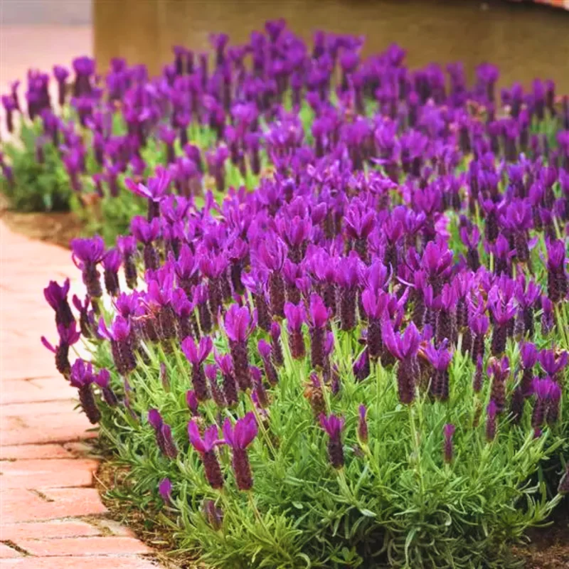 Set of 4 Live Lavender Plants, Suitable for Indoor or Outdoor Garden, Fragrant Flower Lavender Herb Plant
