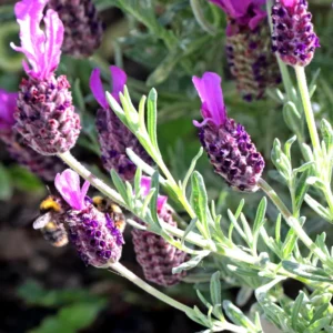 Set of 4 Live Lavender Plants, Suitable for Indoor or Outdoor Garden, Fragrant Flower Lavender Herb Plant