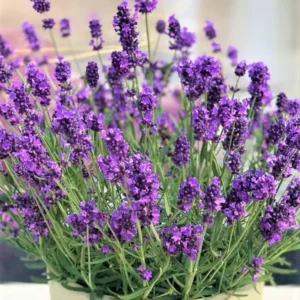 2 Munstead Lavender Plants, Live Lavender for Indoor or Outdoor, Well-Rooted and Ready to Plant
