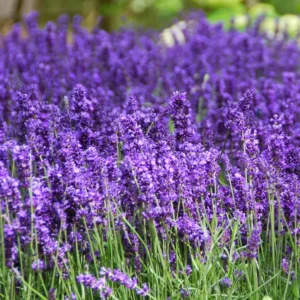 2 Munstead Lavender Plants, Live Lavender for Indoor or Outdoor, Well-Rooted and Ready to Plant
