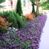 6 Lavender Plants, Live Lavender for Indoor or Outdoor, Well-Rooted and Ready to Plant