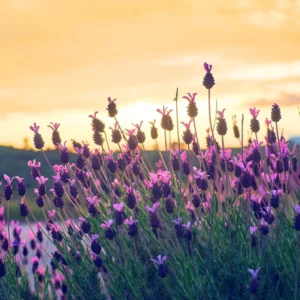 6 Lavender Plants, Live Lavender for Indoor or Outdoor, Well-Rooted and Ready to Plant