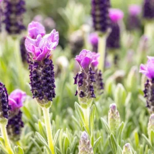 6 Lavender Plants, Live Lavender for Indoor or Outdoor, Well-Rooted and Ready to Plant