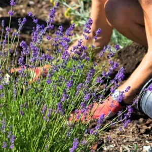2 Hidcote Lavender Plants, Live Lavender for Indoor or Outdoor, Well-Rooted and Ready to Plant