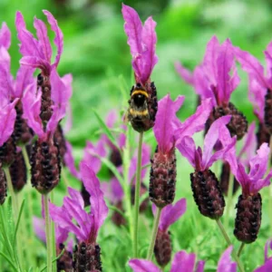 6 Lavender Plants, Live Lavender for Indoor or Outdoor, Well-Rooted and Ready to Plant