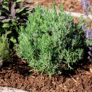 2 Hidcote Lavender Plants, Live Lavender for Indoor or Outdoor, Well-Rooted and Ready to Plant