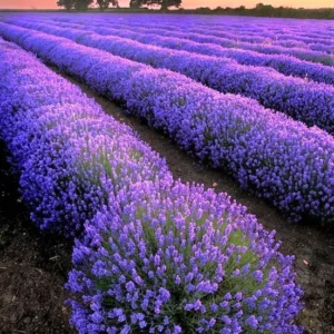 2 Hidcote Lavender Plants, Live Lavender for Indoor or Outdoor, Well-Rooted and Ready to Plant