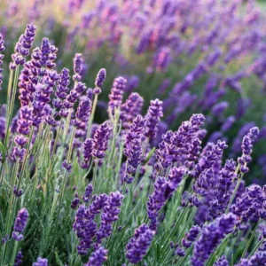 2 Creek Lavender Plants, Live Lavender for Indoor or Outdoor, Well-Rooted and Ready to Plant
