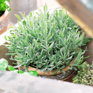 Set of 4 Hidcote Live Lavender Plants, Suitable for Indoor or Outdoor Garden, Fragrant Flower Lavender Herb Plant