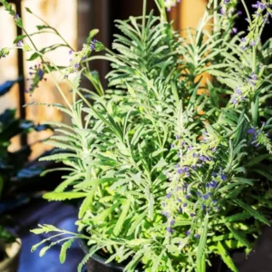 2 Creek Lavender Plants, Live Lavender for Indoor or Outdoor, Well-Rooted and Ready to Plant