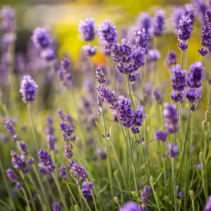 Set of 4 Creek Live Lavender Plants, Suitable for Indoor or Outdoor Garden, Fragrant Flower Lavender Herb Plant