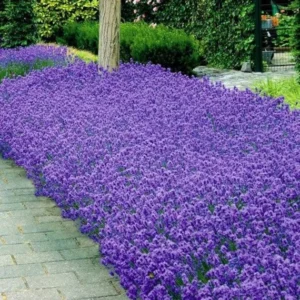 2 Creek Lavender Plants, Live Lavender for Indoor or Outdoor, Well-Rooted and Ready to Plant