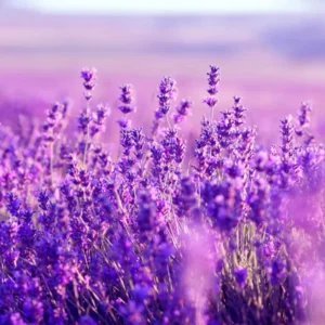 2 Creek Lavender Plants, Live Lavender for Indoor or Outdoor, Well-Rooted and Ready to Plant