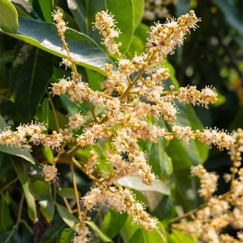 Longan Tree Live Plant - 1 To 2 Feet Tall - Sweet Longan Tree - In 1 Galon Pot