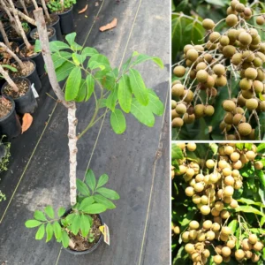 Longan Tree Live Plant - 1 To 2 Feet Tall - Sweet Longan Tree - In 1 Galon Pot