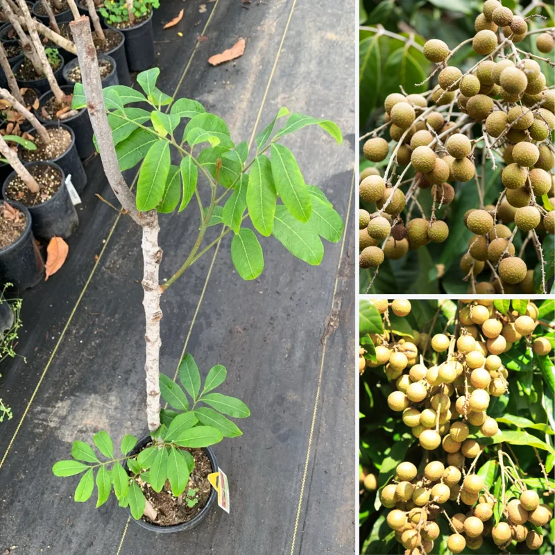 Longan Tree Live Plant - 1 To 2 Feet Tall - Sweet Longan Tree - In 1 Galon Pot