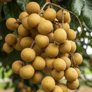 Longan Tree Live Plant, 2 Feet Tall, Sweet Longan Fruit Tree in Pot, Perfect for Home Orchards