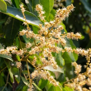 Longan Tree Live Plant, 2 Feet Tall, Sweet Longan Fruit Tree in Pot, Perfect for Home Orchards