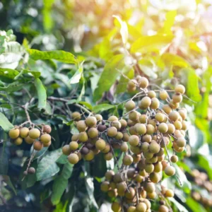 Longan Tree Live Plant, 2 Feet Tall, Sweet Longan Fruit Tree in Pot, Perfect for Home Orchards