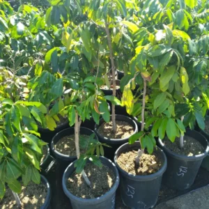 Sweet Longan Tree Live Plant, 3-4 Feet Tall, Live Longan Tree for Indoor Outdoor Growing, Tropical Longan Fruit