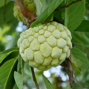 Sugar Apple Tree Live Plant, 2 Feet Tall, Sweet Annona Squamosa Fruit Tree in 3 Gallon Pot, Perfect for Home Orchards