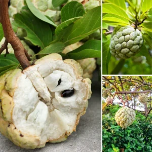 Annona Squamosa Sugar Apple Tree Live Plant - 1 To 2 Feet Tall - Sweet Sugar Apple Tree - In Pot