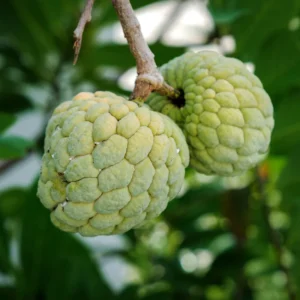 Sugar Apple Tree Live Plant, 2 Feet Tall, Sweet Annona Squamosa Fruit Tree in 3 Gallon Pot, Perfect for Home Orchards